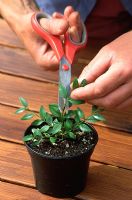 Prendre des boutures de troène et créer des topiaires - Commencer à façonner les petites plantes