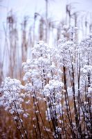 Eupatorium maculatum 'Atropurpureum' pépins de neige en hiver
