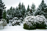 Jardin de pins informel avec de la neige, Picea abies 'Acrocona' et Picea omortika 'Nana'