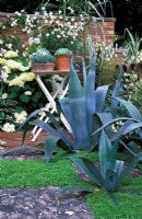 Agave americana planté dans un effet damier créé par des carrés de silex et Helxine avec une plantation d'arrière-plan, y compris Hydrangea aspera 'Annabelle' et Gaura 'Karalee White'
