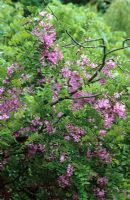Robinia hispida 'Macrophylla' - Criquet hérisson, Acacia rose