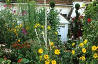 Jardin avant de style cottage plein de couleurs en été - Helianthus, Helenium, Verbascum et spirales topiaires