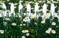 Clôture en bois blanc avec des leucanthemums