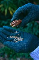 Retrait des graines de la gousse de Lilium formosanum pour la collecte dans une main gantée