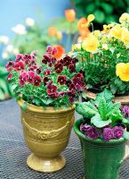 Fleurs de printemps, y compris Viola et Primula dans des pots vitrés français