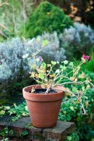 Pelargonium en pot - Plante d'intérieur souffrant d'un manque d'eau, de lumière et de nourriture. Les feuilles jaunissent et tombent