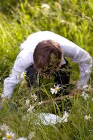 Écolier à la recherche d'insectes à l'aide d'un filet dans les hautes herbes dans un verger avec des fleurs sauvages, y compris Leucanthemum vulgare - Ox-eye Daisies. Inspecter les insectes capturés dans un bol blanc