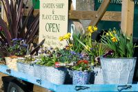 Boutique de jardin avec des fleurs de printemps et des bulbes en pots sur une tolley, mars - Peapod Garden Shop and Plant Center, La Hogue Farm, Chippenham, Newmarket