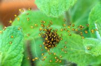 Araignée de jardin, araignées dispersées