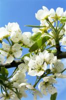 Pyrus 'Doyenne du comice' - Fleur de poirier au printemps
