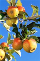 Malus Coxs Orange Pippin - Pommes contre le ciel bleu