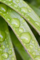 Gouttes de pluie sur Lilium émergeant - Feuilles de lys, gros plan de mise au point sélective