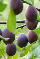 Fruit de prune - Prunus domestica 'Verity'