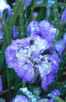 Iris unguicularis après une légère chute de neige