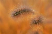 Tête de semence de Pennisetum 'Cassian's Choice' en rosée.