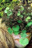 Combinaison simple de deux auto-semoirs dans un pot en terre cuite orné - Alchemilla mollis avec Euphorbia dulcis 'Chameleon' et Carex comans bronze à côté