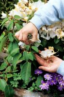 Ramasser les têtes de graines d'un Rhododendron cultivé en pot pour éviter que la plante ne gaspille de l'énergie lors de la formation des graines - Anémone blanda fleurit ci-dessous