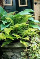 Feuillage contrasté dans un jardin avant ombragé affiché dans un pot à la décoration classique de Dragonstone - Hosta 'Krossa Regal', Polystichum setiferum et petites Hedera panachées à feuilles pour adoucir le bord