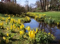 Lysichiton americanus naturalisé le long du ruisseau - Savill Gardens, Windsor Buckinghamshire