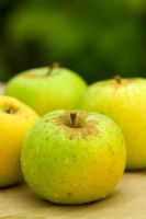 Malus 'Greensleeves' - Pommes