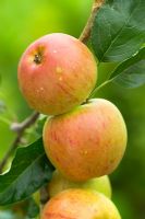 Malus 'Cox's Orange Pippin' - Pommes