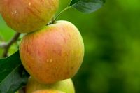 Malus 'Cox's Orange Pippin' - Pommes