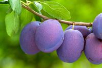 Prunus domestica 'President' - Prunes