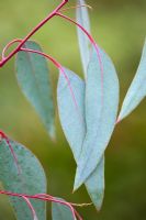 Eucalyptus rubida - feuillage adulte