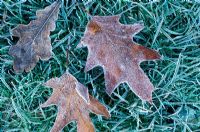 Quercus - Feuilles de chêne couché sur l'herbe en gelée de janvier