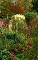 Vue sur sanguisorba, Verbena bonariensis, échinacée à Cortaderia 'Sunningdale Silver', Knoll Gardens, Hampreston, Wimborne, Dorset