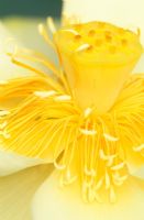 Structure centrale de fleur de Nelumbo crémeux 'Debbie Gibson' - Lotus