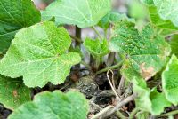 Rouille trémière sur Alcea rosea - Feuilles de rose trémière causées par Puccinia malvacearum Fungus