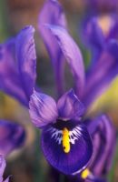 Iris reticulata 'Harmony' - Iris nettoyé