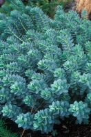 Euphorbia myrsinites - Euphorbe bleue
