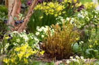 Déploiement de fougères parmi Primula vulgaris et Narcissi