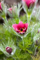 Pulsatilla vulgaris 'Eva Constance' - Fleur de pasque