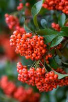 Pyracantha 'Mohave' - Firethorn
