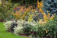 Parterre d'automne avec Dahlias, Fuchsias et Hamamelis. Fuchsia panaché est Fuchsia 'Heidi Ann', à fleurs blanches est Fuchsia 'Hawkshead'