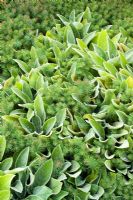 Stachys byzantina syn. S. lanata avec Euphorbia cyparissias 'Fens Ruby' - Oreilles d'agneau