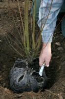 Planter un Cercidiphyllum en forme de motte en janvier - Couper le enrobage autour de la tige. Pour éviter de déranger les racines, l'enveloppe de toile de jute est laissée sous la motte. Les racines peuvent facilement y pousser et elles pourriront en quelques années