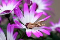 Teinte d'angle reposant sur une fleur de Senetti - camouflée pour ressembler à une feuille morte