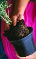Sortir une plante d'un pot en plastique pour la plantation