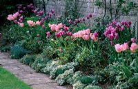 Parterre de printemps avec Tulipa 'Ballade', Tulipa 'New Design', doux Alyssum et Stachys byzantina - St Michael's House, Kent