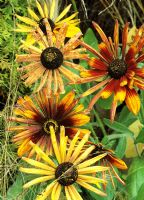 Rudbeckia x hirta 'Chim Chiminee' inhabituelle avec des pétales cannelés s'élevant à travers les têtes de graines vaporeuses de l'herbe Deschampsia flexuosa