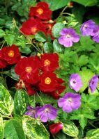 Couvre-sol Rosa Flower Carpet Red Velvet avec Géranium 'Rozanne' et Leucothoe fontanesiana 'Rainbow'