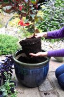 Plantation de Fuchsia thalia en pot émaillé