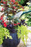 Arrosage d'un pot vitré sur patio avec Fuchsia thalia, Pétunia 'Fantasy Red', Basil 'Purple Ruffles', Lavandula, Lysimachia aurea 'Goldilocks' et Carex comans
