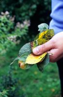 Tache noire sur Rosa enlevant les feuilles infectées en octobre