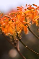 Fleurs d'Aloe striata