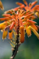 Fleurs d'Aloe striata